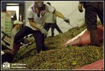 Workers busy offloading coffee fruit from the truck