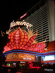flamingo