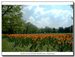 The garden, love the tulips