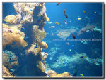 The aquarium at the Museum of Natural History