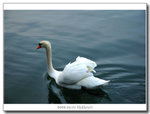 Swan swimming by