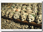 Skulls and bones