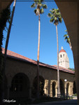 palm tree and hoovers