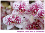 flower show 01