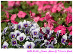 flower show 02