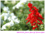 flower show 03