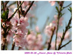 flower show 04