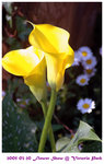 flower show 05
