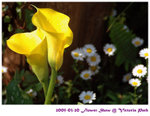 flower show 06
