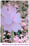 flower show 07