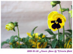 flower show 08