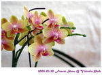 flower show 09