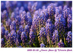flower show 10