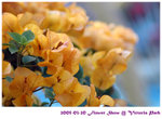flower show 11