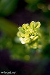 WIL_7355