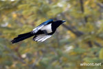 WIL_7386