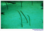 OceanMuseum16