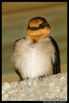 Pacific Swallow �v�P