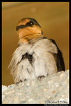 Pacific Swallow �v�P