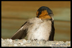 Pacific Swallow �v�P