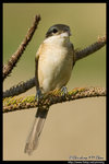 Brown Shrike �����B��