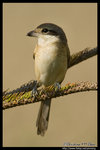 Brown Shrike �����B��
