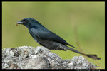 Black Drongo �¨���