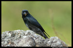 Black Drongo �¨���