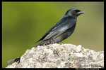 Black Drongo �¨���