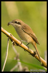 Brown Shrike �����B��