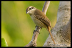 Brown Shrike �����B��