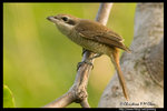 Brown Shrike �����B��