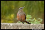 Blue Rock Thrush ���F��