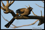 Grey Treepie �Ǿ��N