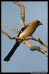 Grey Treepie �Ǿ��N