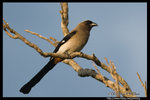 Grey Treepie �Ǿ��N