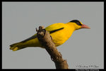 Black-naped Oriole �ªE����