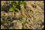 Richard's Pipit ����