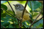 Grey-cheeked Fulvetta �ǲ�����