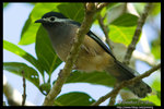 

White-eared Sibia �զթ_��