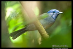 
Black-naped Monach �ªE���� (�ªE����)