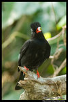 Black Bulbul �µu�}��