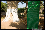 �G�p���Ӽ��n����~�ਣ�C�q �I Jericho, Israel