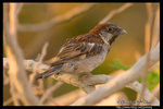 House Sparrow �a�³� @ Dead Sea, Israel