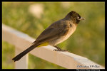 Spectacled Bulbul �ղ��� @ Dead Sea, Israel