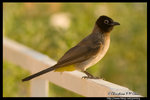 Spectacled Bulbul �ղ��� @ Dead Sea, Israel