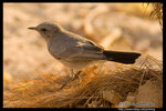 Blackstart �¬ܩ��C @ Dead Sea, Israel