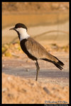 Spur-winged Lapwing �¯ݶZ�ͳ��� @ Dead Sea, Israel