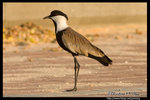 Spur-winged Lapwing �¯ݶZ�ͳ��� @ Dead Sea, Israel