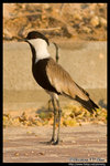 Spur-winged Lapwing �¯ݶZ�ͳ��� @ Dead Sea, Israel